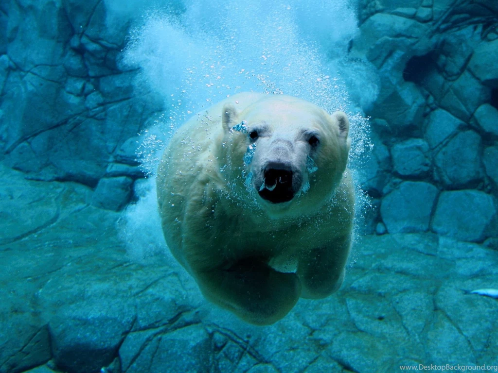 1920x1440 Swimming Polar Bear Desktop PC And Mac Wallpapers