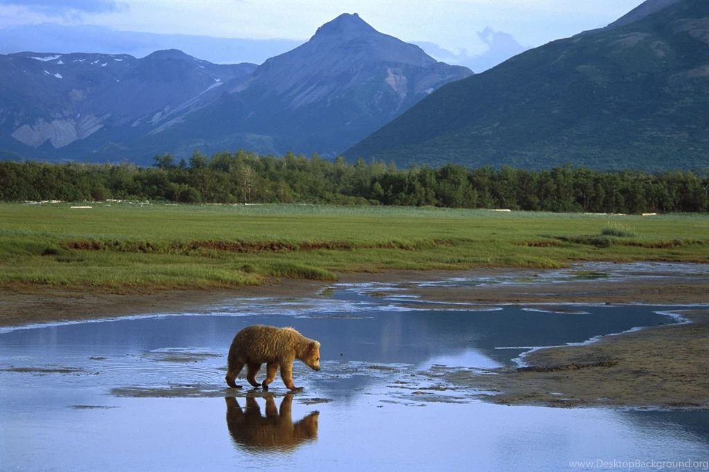 Grizzly Bear Wallpapers