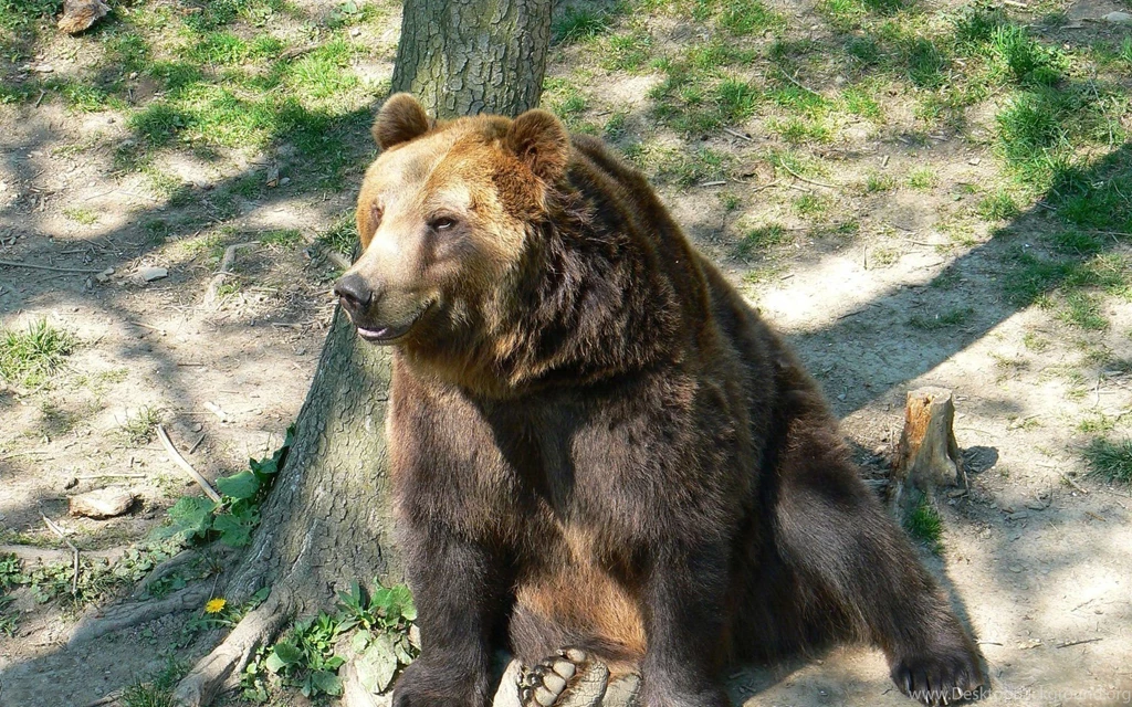 Bear Leaning On A Tree Wallpapers 24708