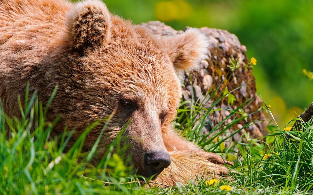 Bear Leaning On A Tree Wallpapers 24708