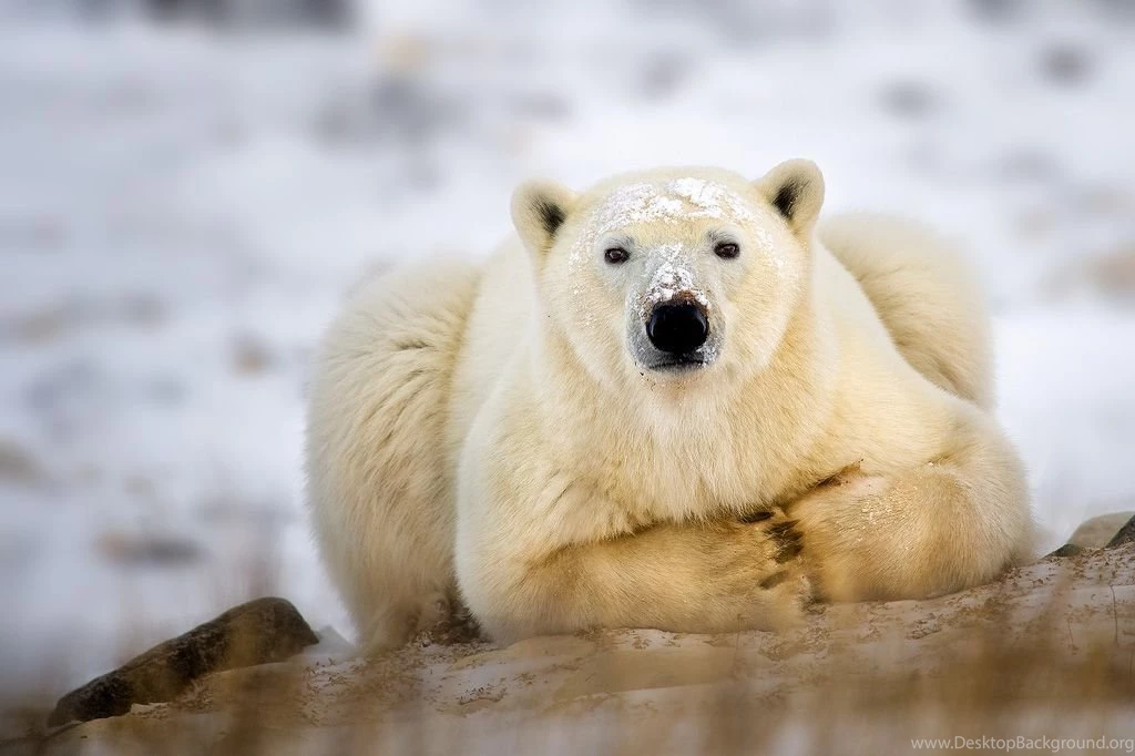 Polar Bear Break Time