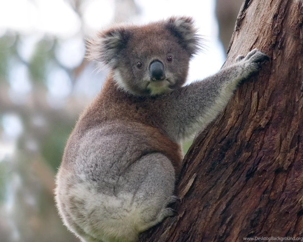 Bears: Koala Bear Tree CDFDSRHVLN Desktop Backgrounds For HD 16:9 ...