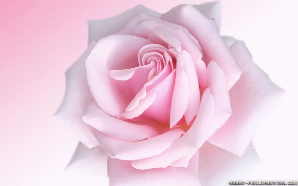 Pink Rose Wallpapers Crazy Frankenstein