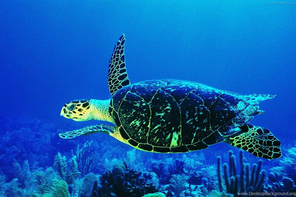 Underwater Wallpapers Cool 983 Best