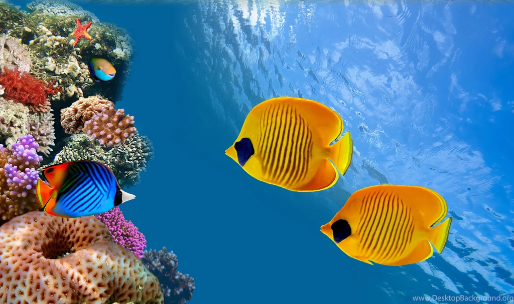 Underwater Wallpapers