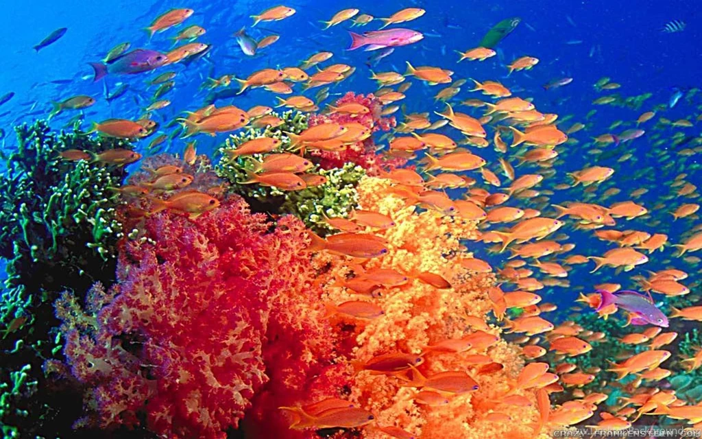 Underwater Wallpapers 2 Crazy Frankenstein