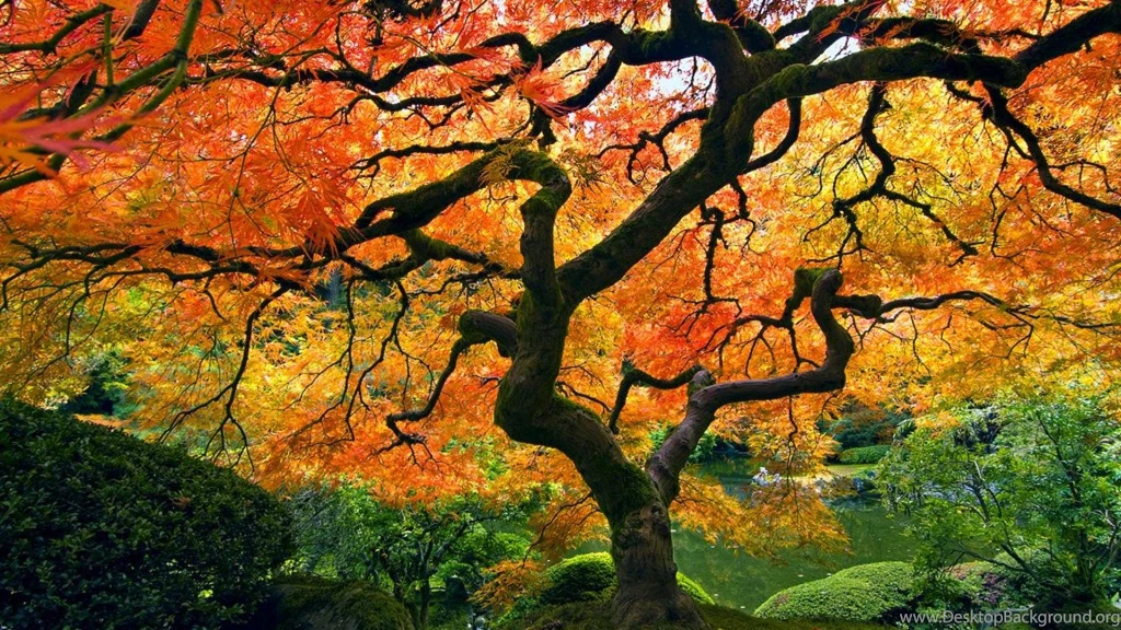 Japanese Maple Nature Hd Wallpapers (