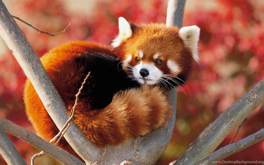 Lesser Panda Japan Wallpapers