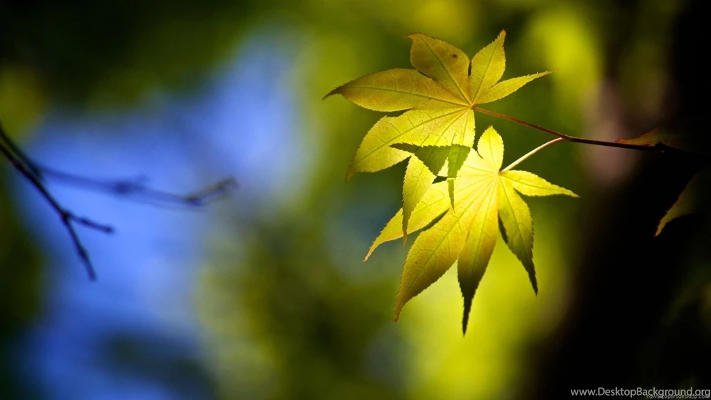 Hd Wallpapers For Desktop Widescreen 1920x1080px