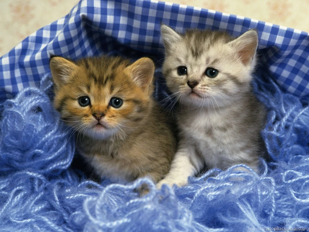Two Cute Kittens Hd Wallpapers PowerballForLife