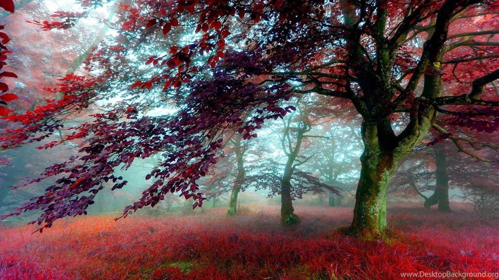 Nature Wallpapers HD Wallpapers