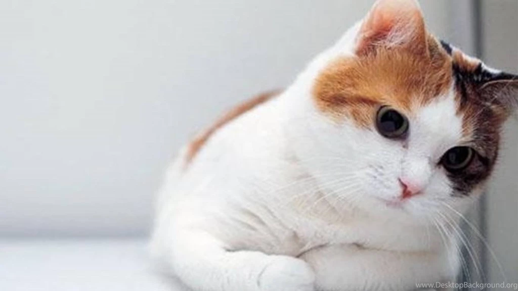 Cute Cat Hd Wallpapers Free Android Application Createapk Com ...