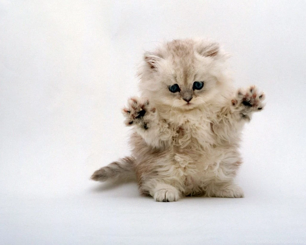 5673 Cat HD Wallpapers