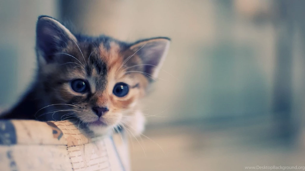 Cat Your Screen Resolution To Download Click On Cute Cat Hd ...