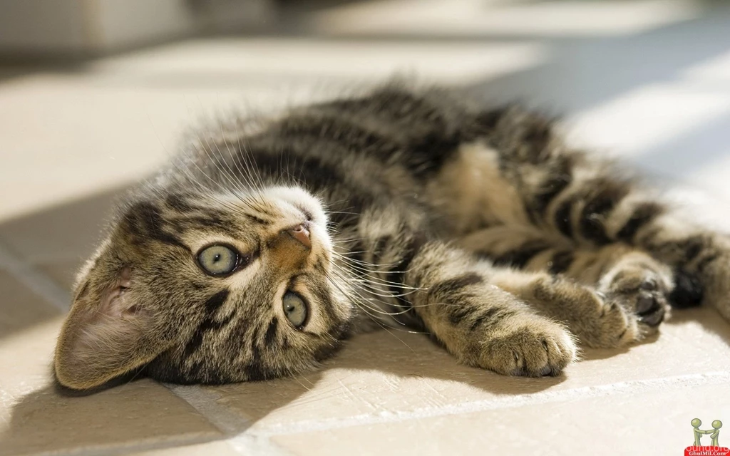 Very Cute Laying Cat Hd Wallpapers E Entertainment PowerballForLife