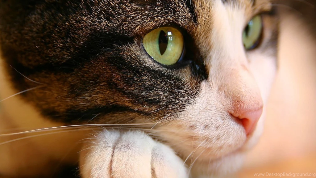 Cat Eyes Wallpapers