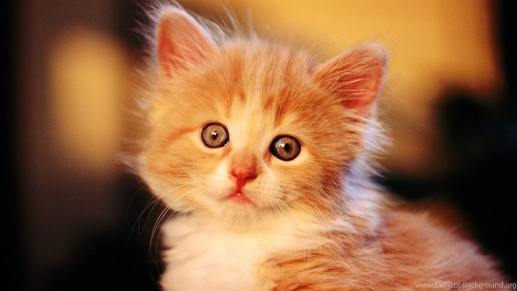 Orange Cat Wallpapers