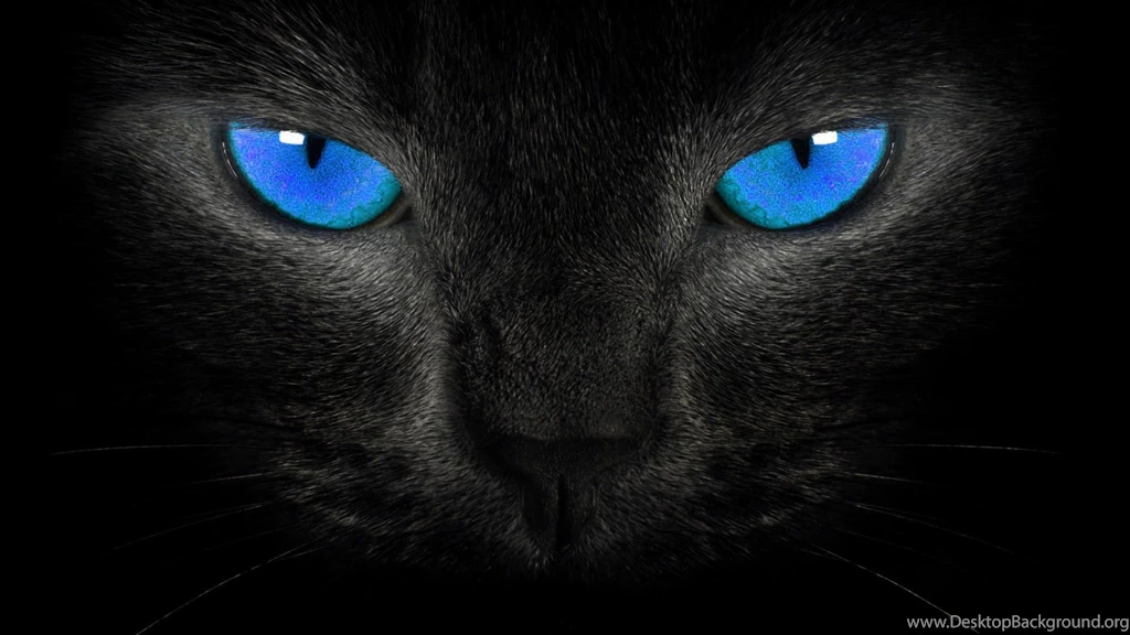 Black Cat Desktop Wallpaper, Black Cat Images, New Wallpapers