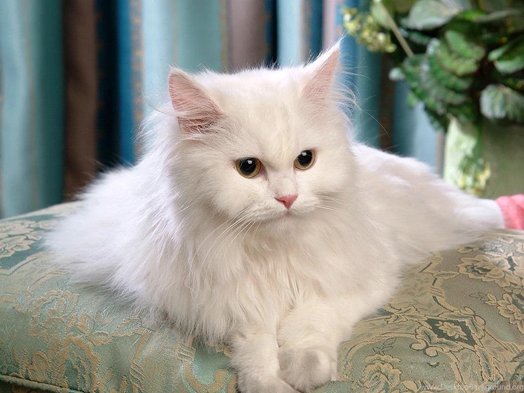 Persian Cat Hd Wallpapers