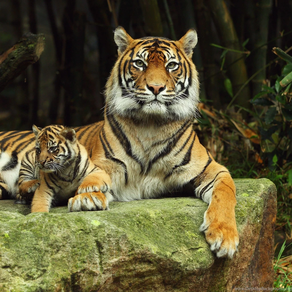 Page 2: New iPad Air, 4, 3, iPad Mini Retina Tiger Wallpapers HD ...