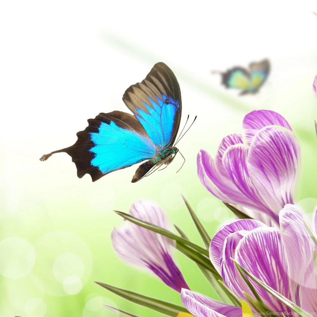 2048x2048 Butterflies Crocuses Wallpapers