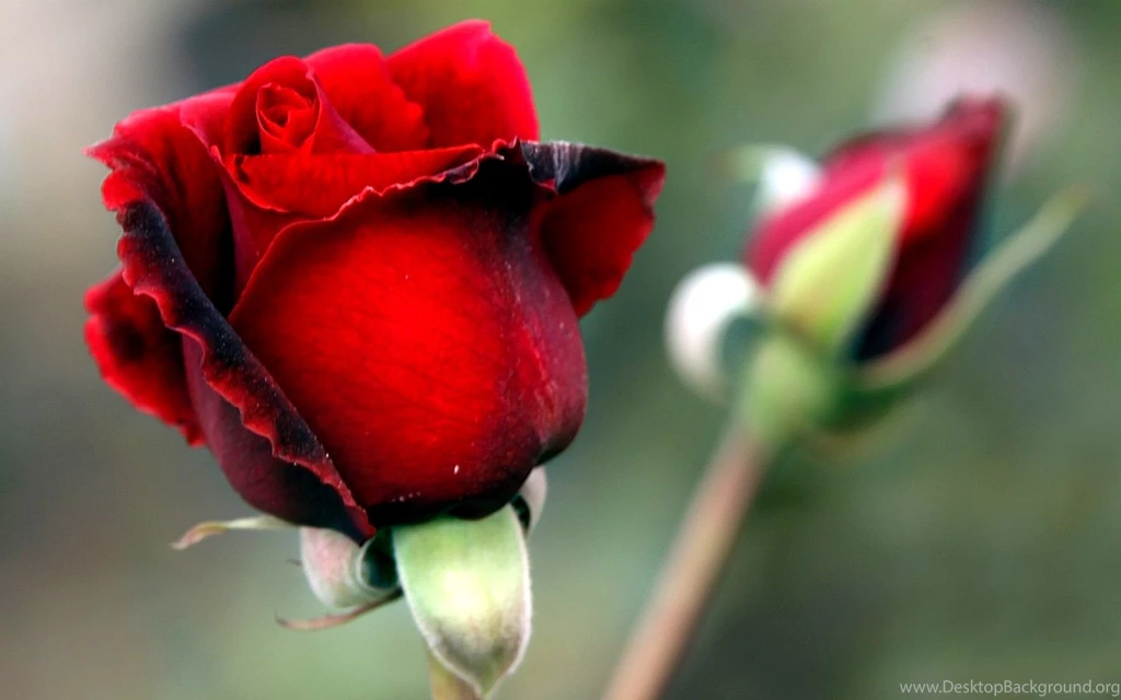 Rose Full HD Wallpapers For Desktop – ImageTown.in