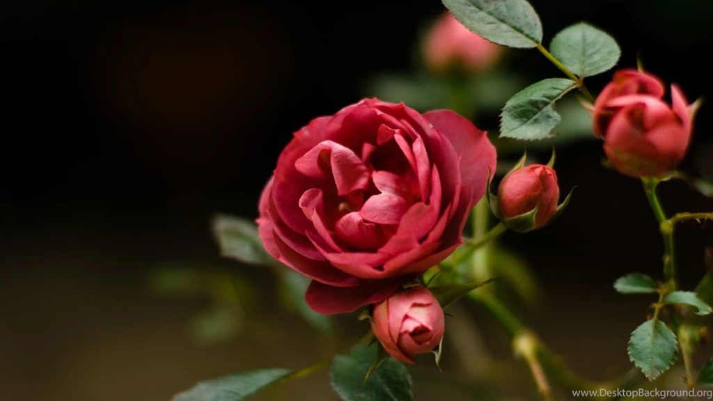 Rose Wallpapers Desktop Backgrounds