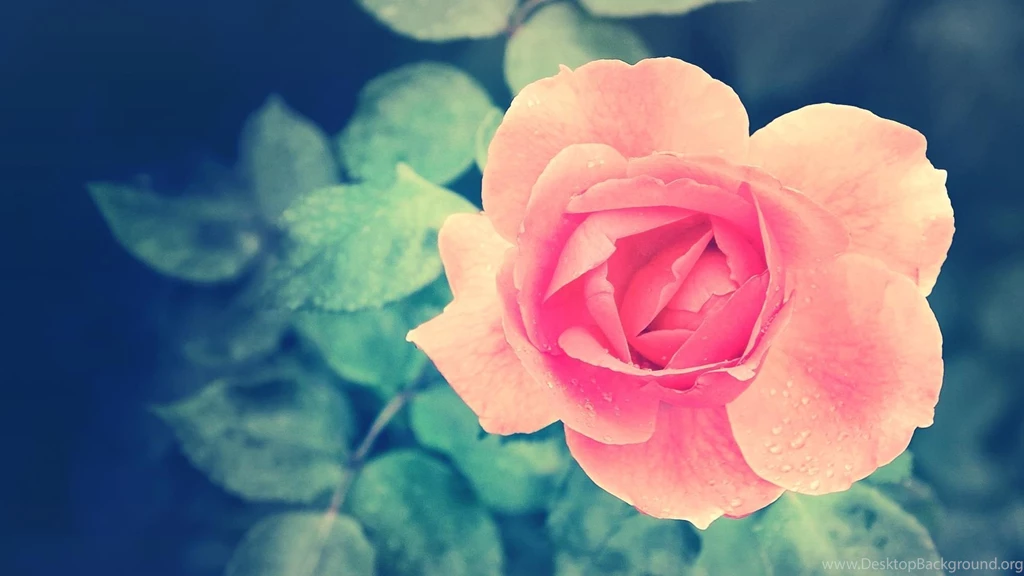 Flower HD Photos