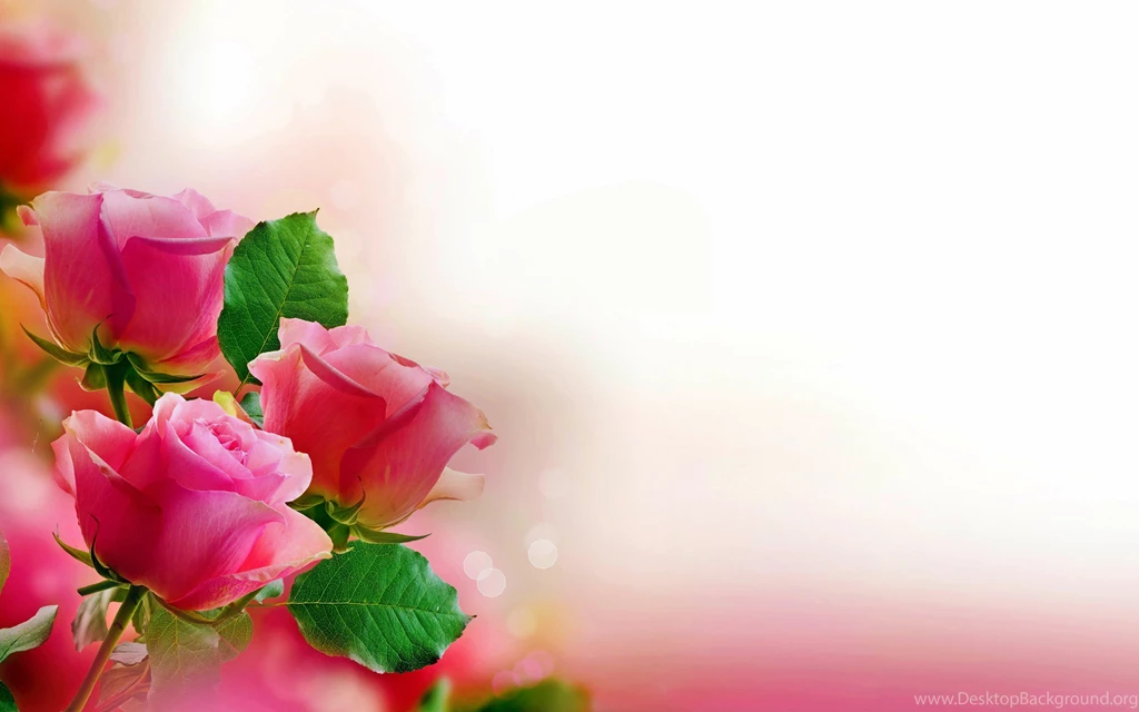 Free Download Beauty Rose Wallpapers