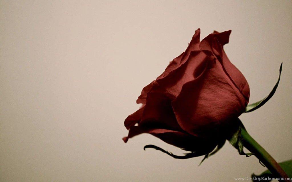 The Red Rose Desktop Wallpapers