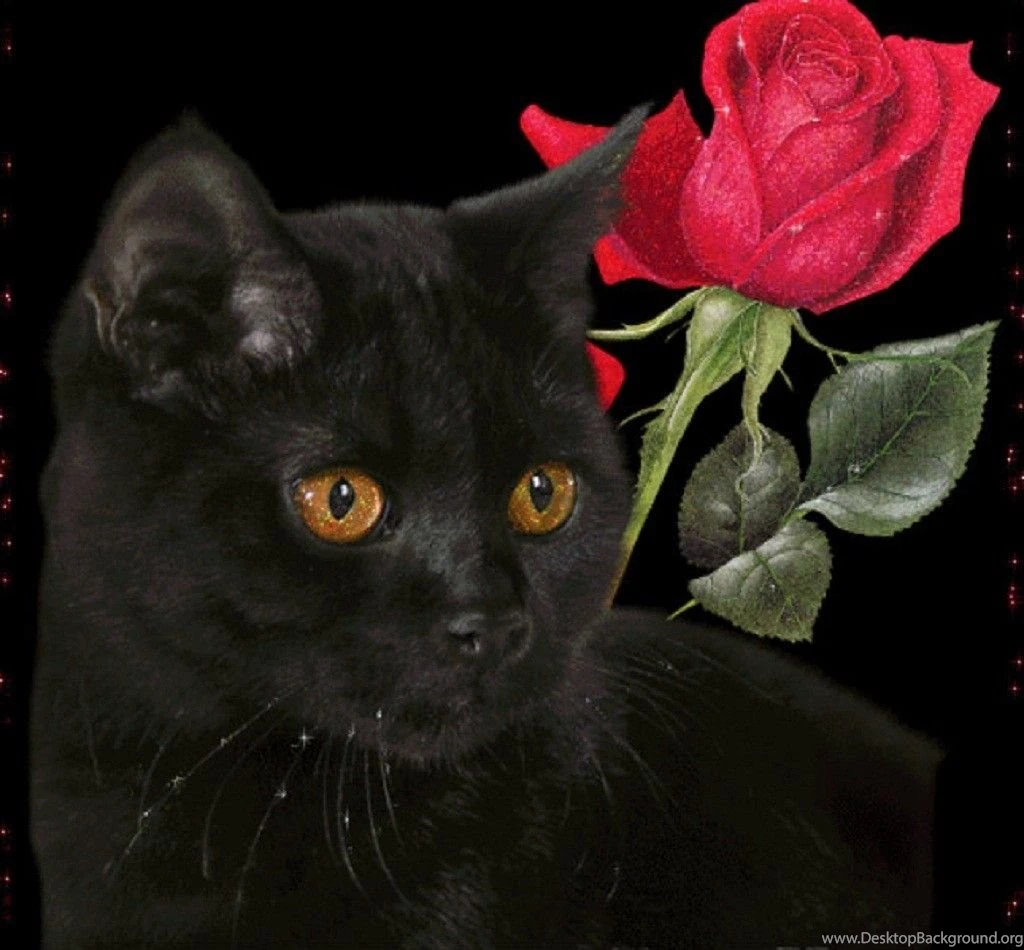 Cats Black Red Kitty Animals Cat Rose Desktop Background Images ...