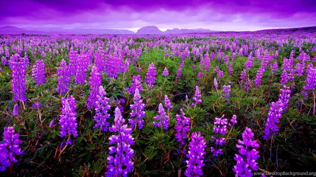 Lavender Wallpapers