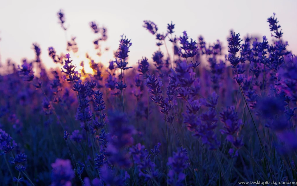Lavender HD Wallpapers