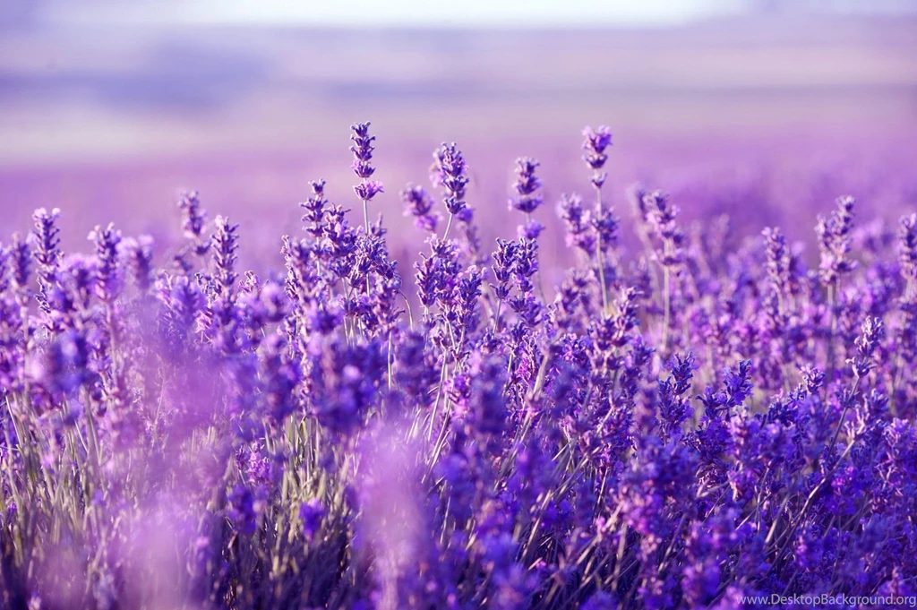 Lavender Fields Wallpapers Manualwall.com