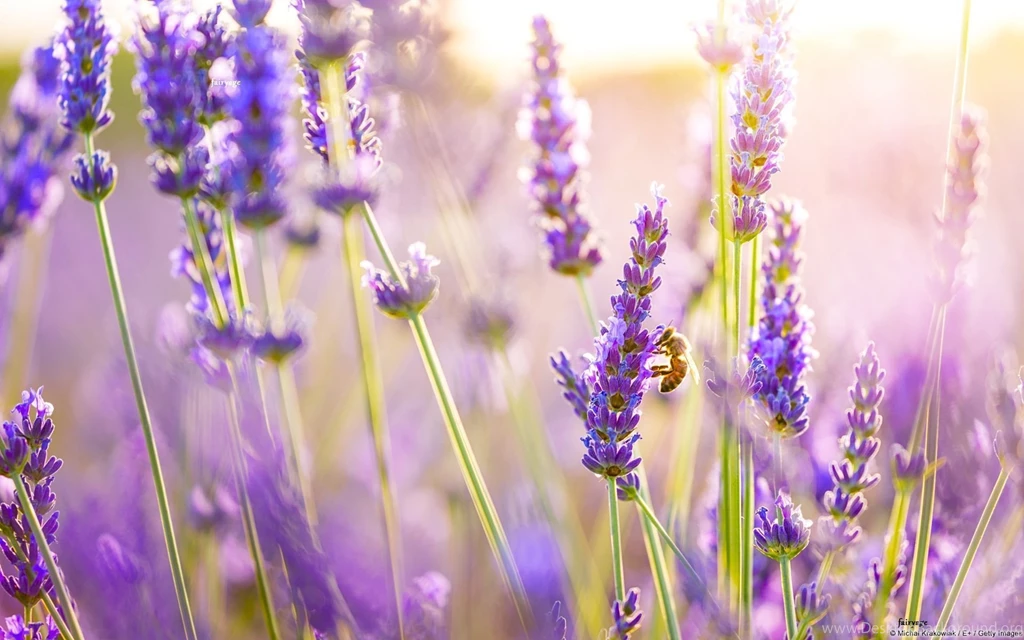 Lavender Backgrounds Wallpaper Images