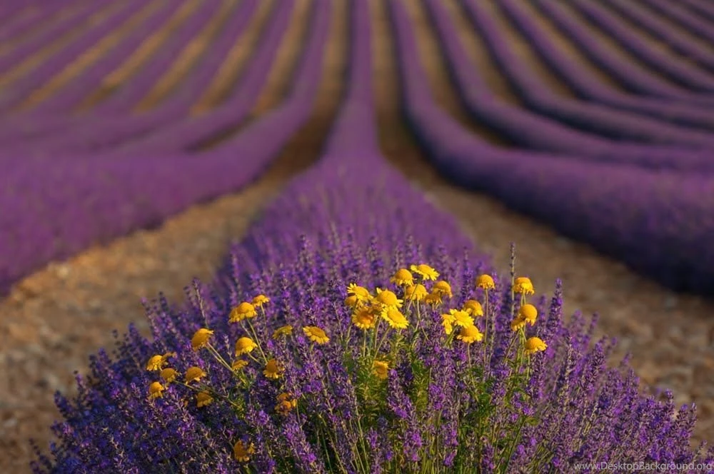 The Waves Of Lavender Download PowerPoint Backgrounds PPT ...