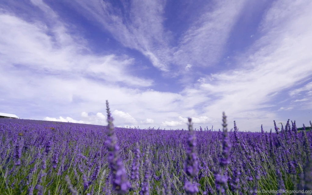 Ultra HD 4K Lavender Wallpapers HD, Desktop Backgrounds 3840x2400 ...
