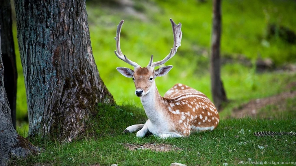 1366x768 Deer Nature Wallpapers