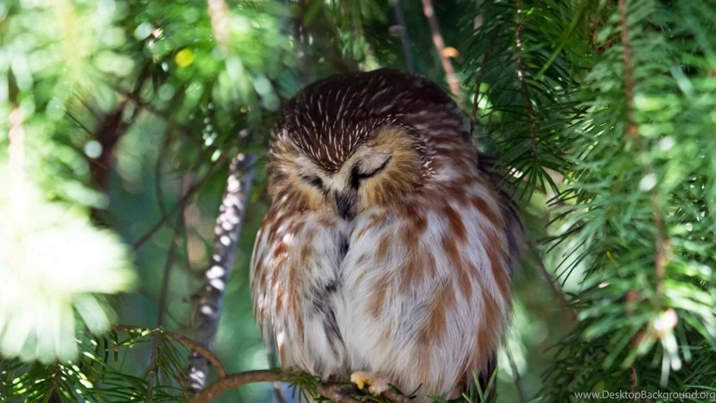 Laptop 1366x768 Owl Wallpapers HD, Desktop Backgrounds 1366x768