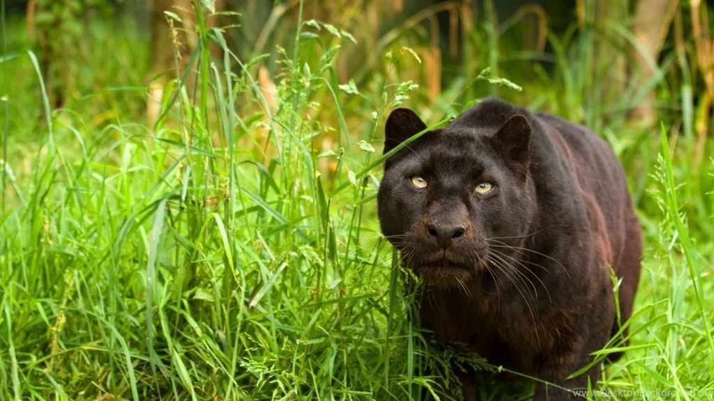 1366x768 Black Panther Nature Wallpapers