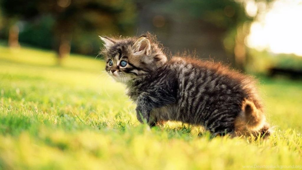 1366x768 Fluffy Kitten Nature Wallpapers