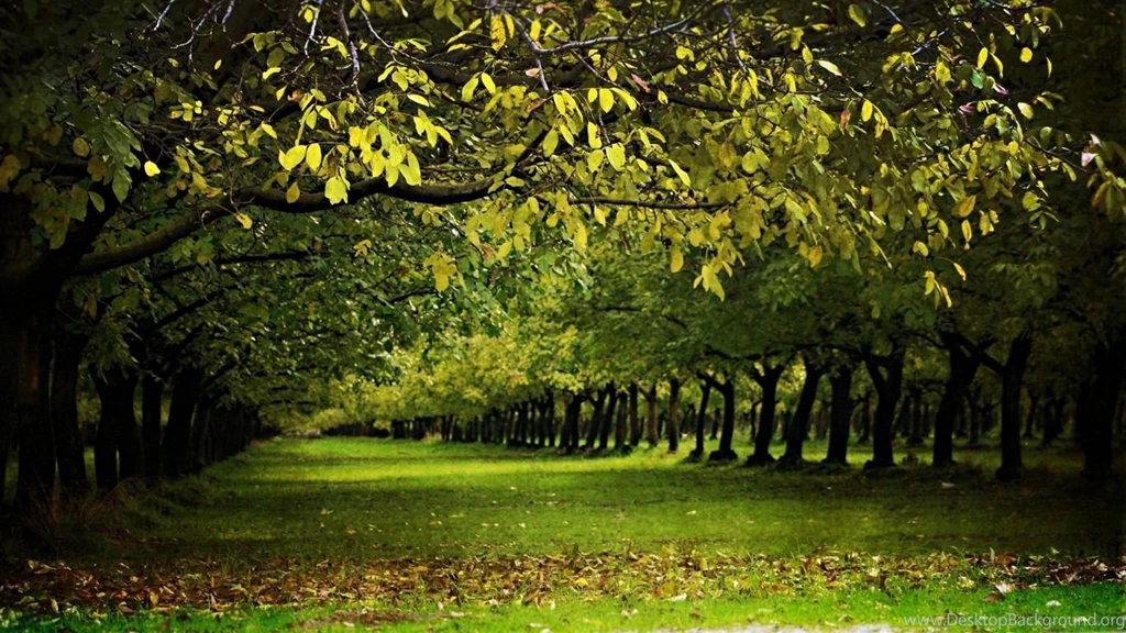 A Walnut Orchard In The Fall Autumn Nature Wallpapers   1366x768 ...