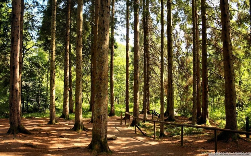 Way Through The Woods HD Desktop Wallpapers : Widescreen : High ...