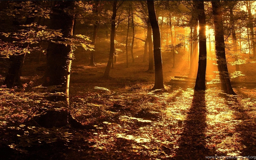 Sun Rays In The Woods Desktop Wallpapers
