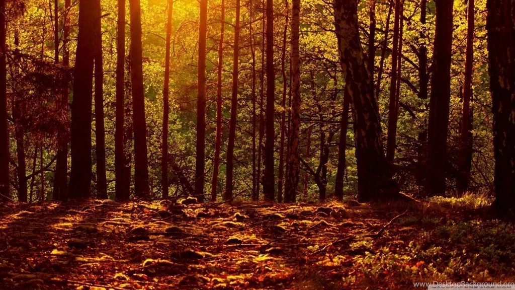 Woods HD Desktop Wallpapers : High Definition : Fullscreen : Mobile ...
