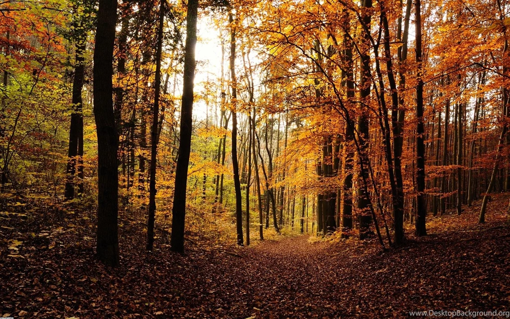 Backgrounds   Full HD Wallpapers Search   Page 7