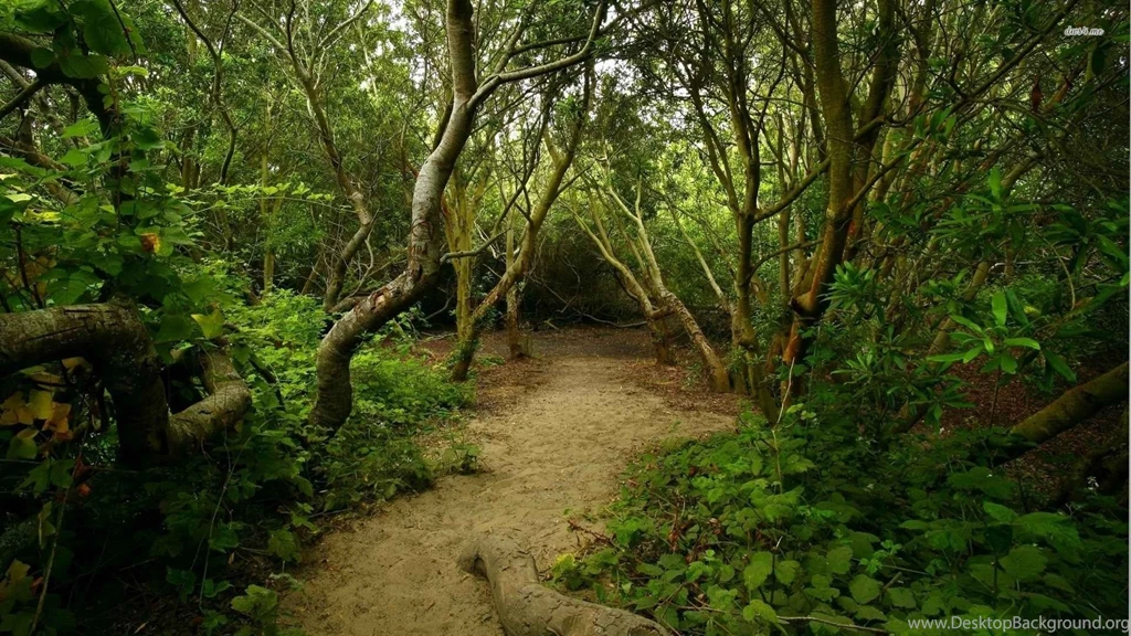 Trail In The Woods Wallpapers   Nature Wallpapers