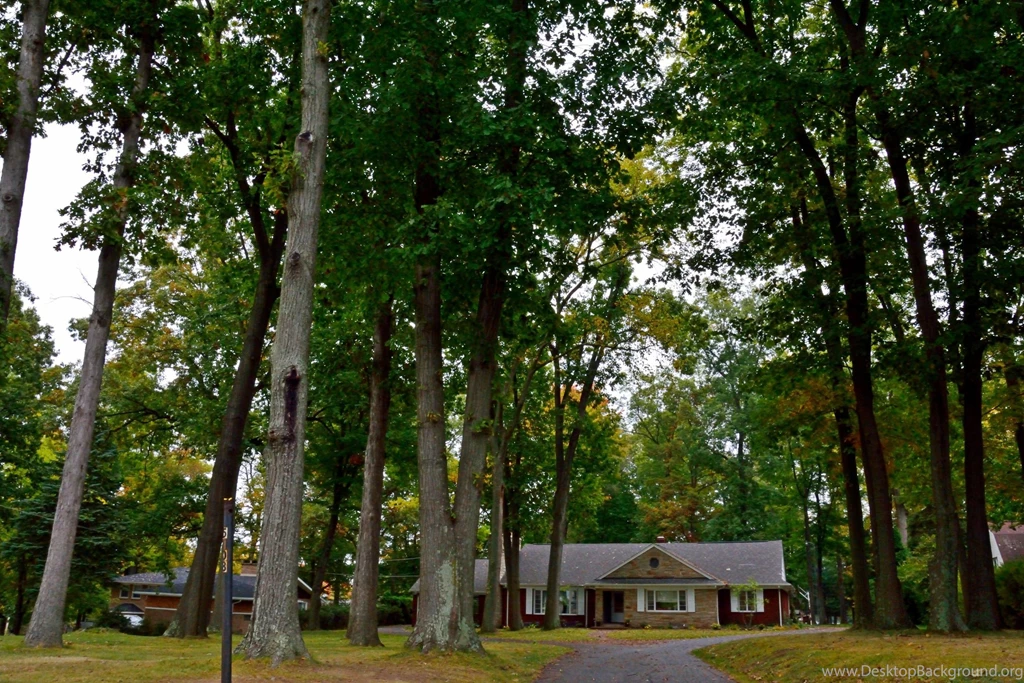 Houses: House Woods Forest Scenic Pretty Beautiful Home CSH Free ...