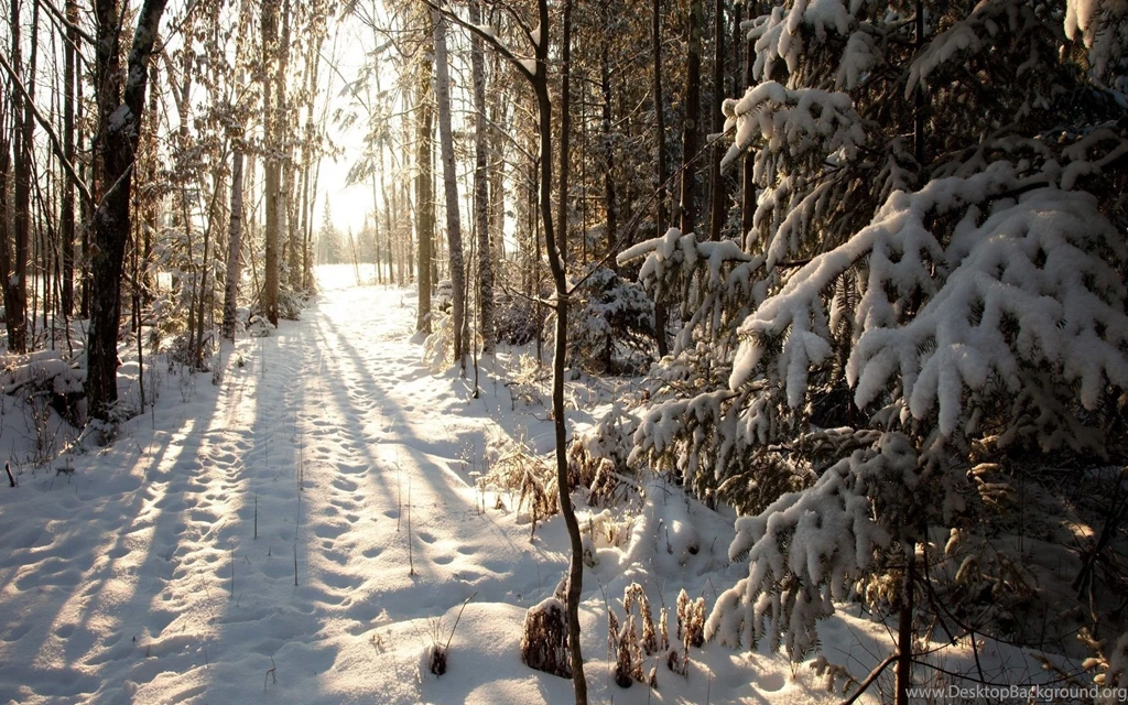 1920x1200 Northern Woods, Wisconsin, Winter, Phillips, Phillips ...