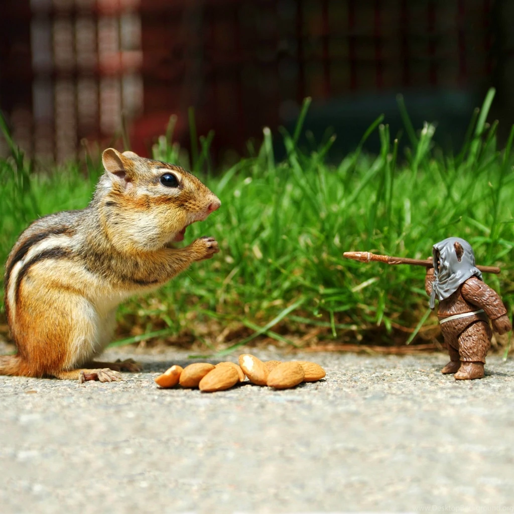 Funny Animal Squirrel Wallpapers